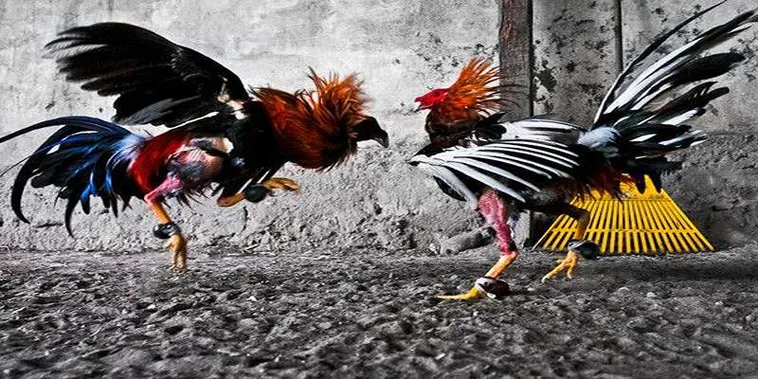 Cách Chơi Đá Gà GA28 Tại Fun88 Giải Trí Đỉnh Cao Kịch Tính Hấp Dẫn 2 Cách Chơi Đá Gà GA28 Tại Fun88 Giải Trí Đỉnh Cao Kịch Tính Hấp Dẫn