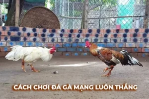 Cách Chơi Đá Gà Sabong Tại Fun88 Đỉnh Cao Giải Trí Cá Cược Kịch Tính