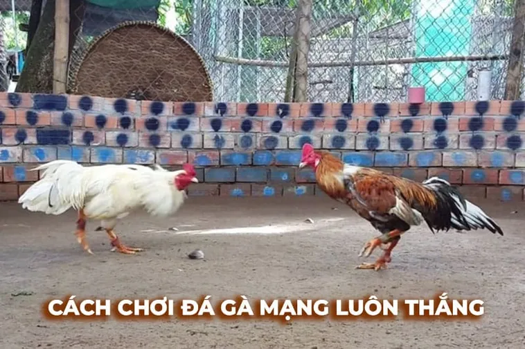 Cách Chơi Đá Gà Sabong Tại Fun88 Đỉnh Cao Giải Trí Cá Cược Kịch Tính