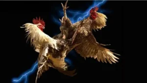 Tìm Hiểu Cách Chơi Đá Gà WS168 Tại Fun88 Thú Vị Và Hấp Dẫn Nhất